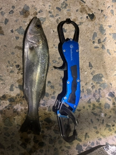 セイゴ（マルスズキ）の釣果