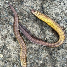 ウツボ