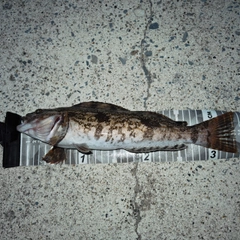 アイナメの釣果