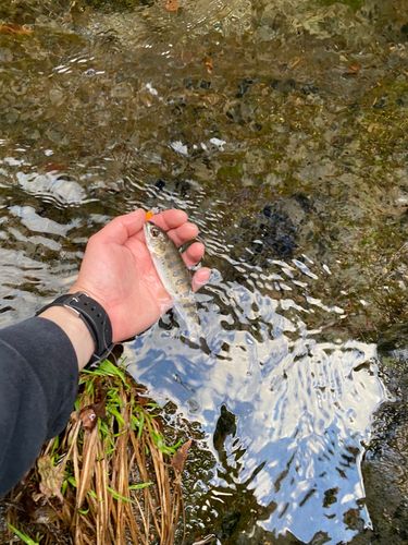 ヤマメの釣果