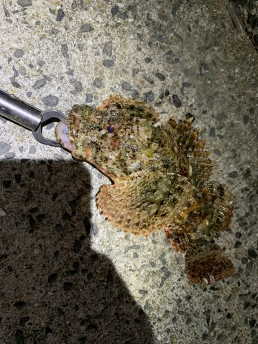オニカサゴの釣果