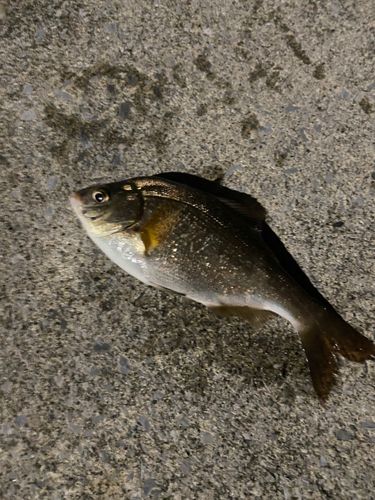 ウミタナゴの釣果