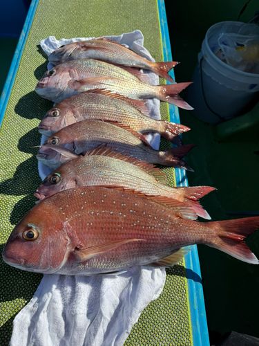 マダイの釣果