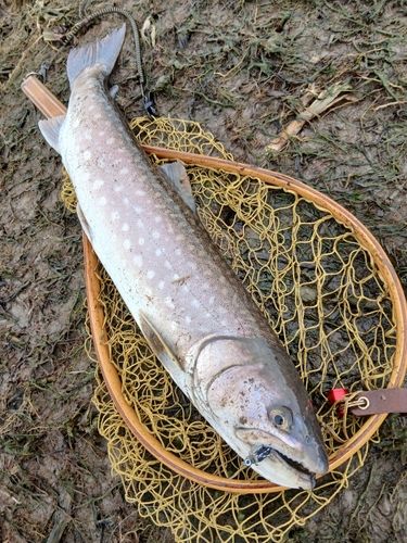 アメマスの釣果