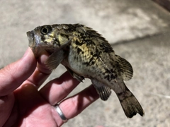 クロソイの釣果