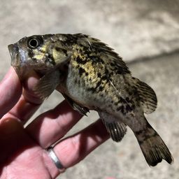 クロソイ