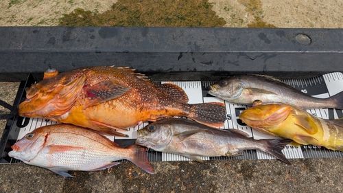 ウッカリカサゴの釣果