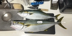 ヒラマサの釣果