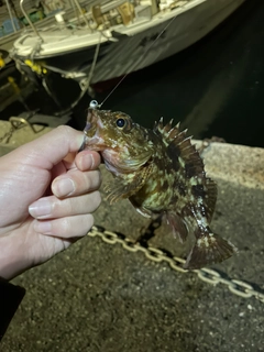 シロメバルの釣果