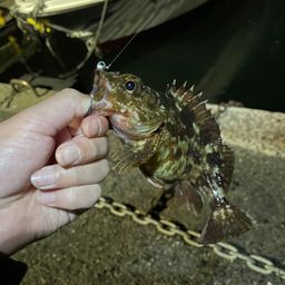シロメバル