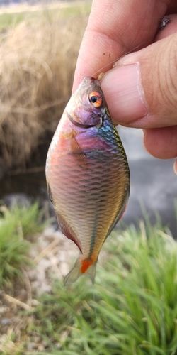 タナゴの釣果