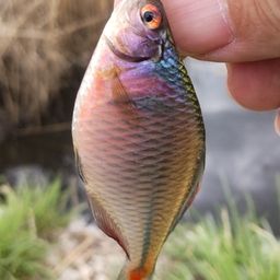 タナゴ