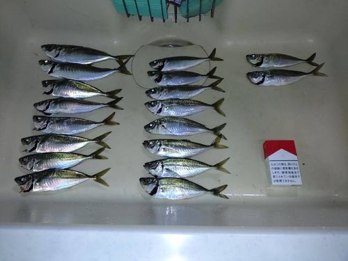 アジの釣果