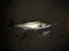 セイゴ（マルスズキ）の釣果