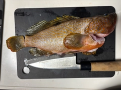 ノミノクチの釣果