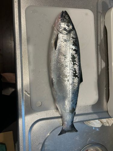 サクラマスの釣果