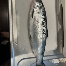 サクラマス