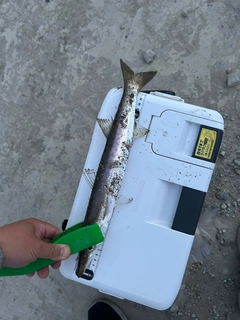 マアジの釣果