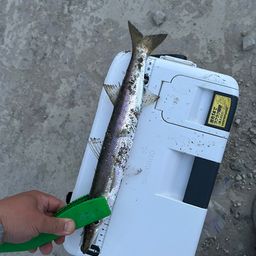 マアジ