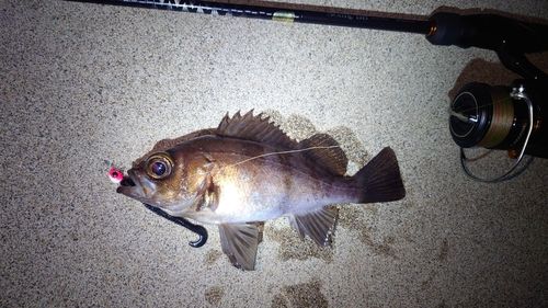 シロメバルの釣果