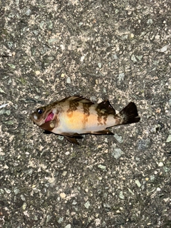 メバルの釣果