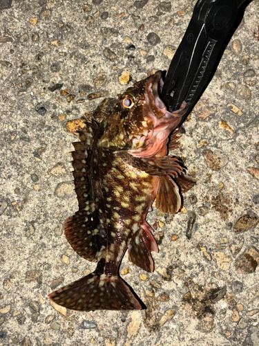 カサゴの釣果