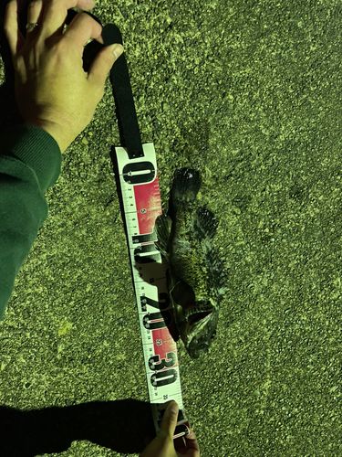 クロソイの釣果