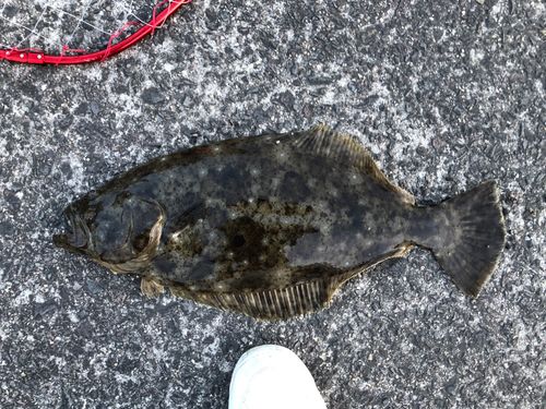 ヒラメの釣果