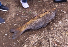 コイの釣果