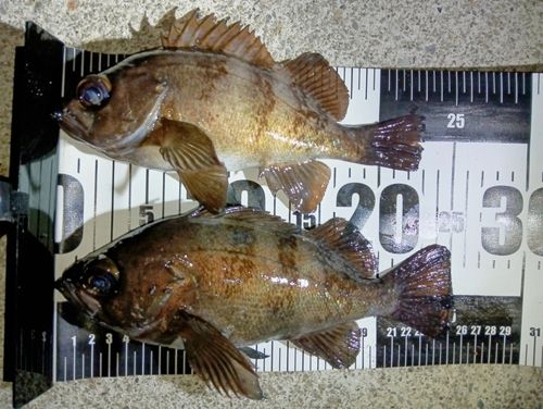 メバルの釣果