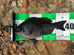 メジナの釣果