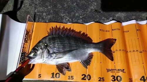 クロダイの釣果