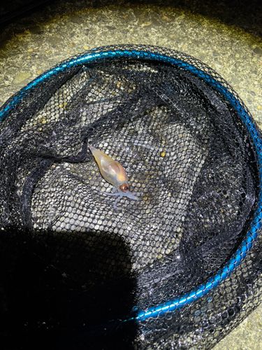 ホタルイカの釣果