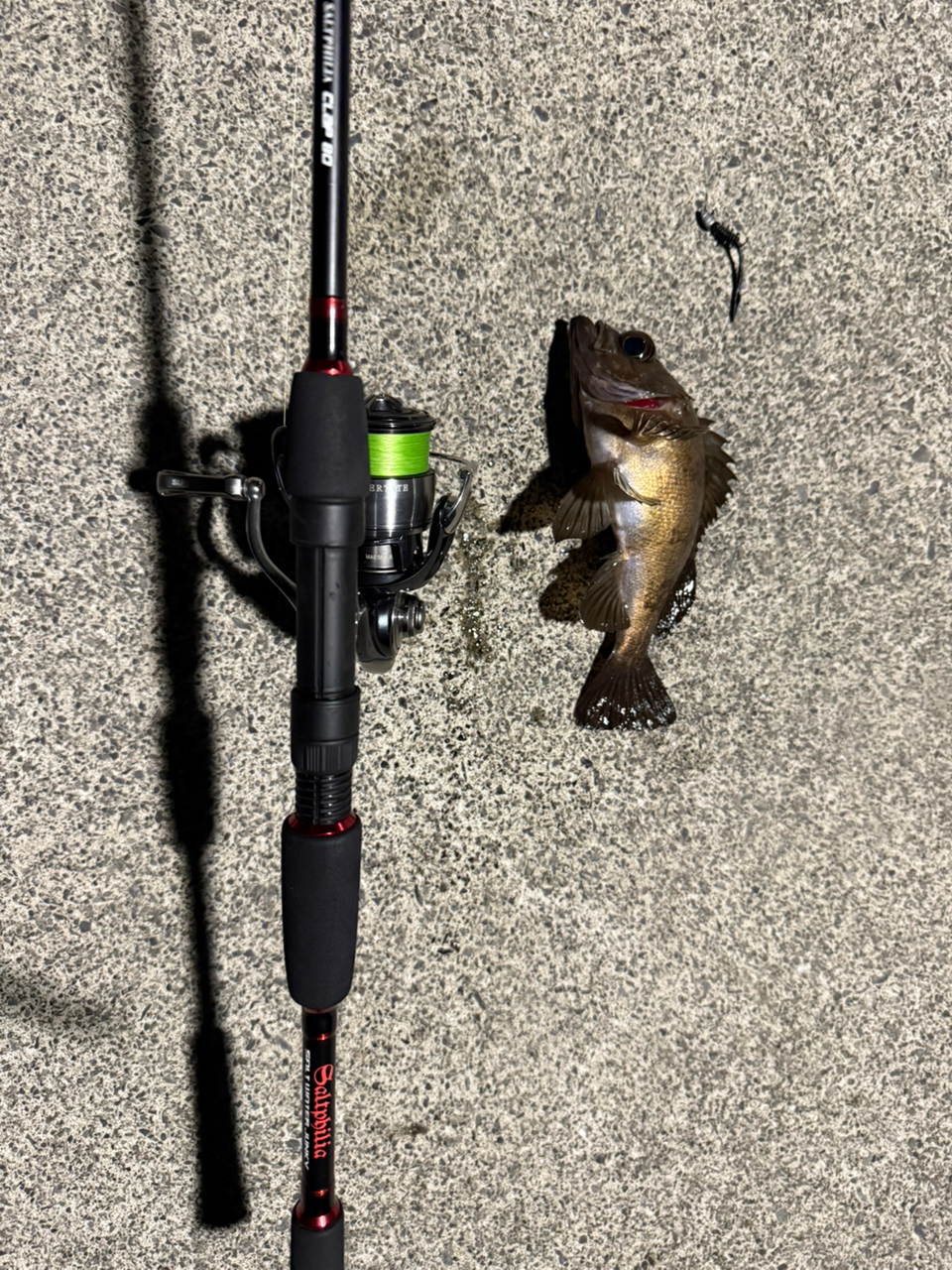 DAIWA 24セルテート FC LT2500S-XHの最安値・インプレ・釣果
