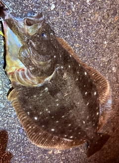 ヒラメの釣果