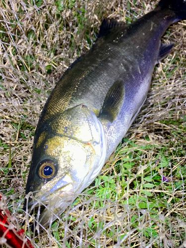 フッコ（マルスズキ）の釣果