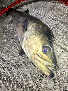 スズキの釣果