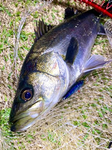 フッコ（マルスズキ）の釣果