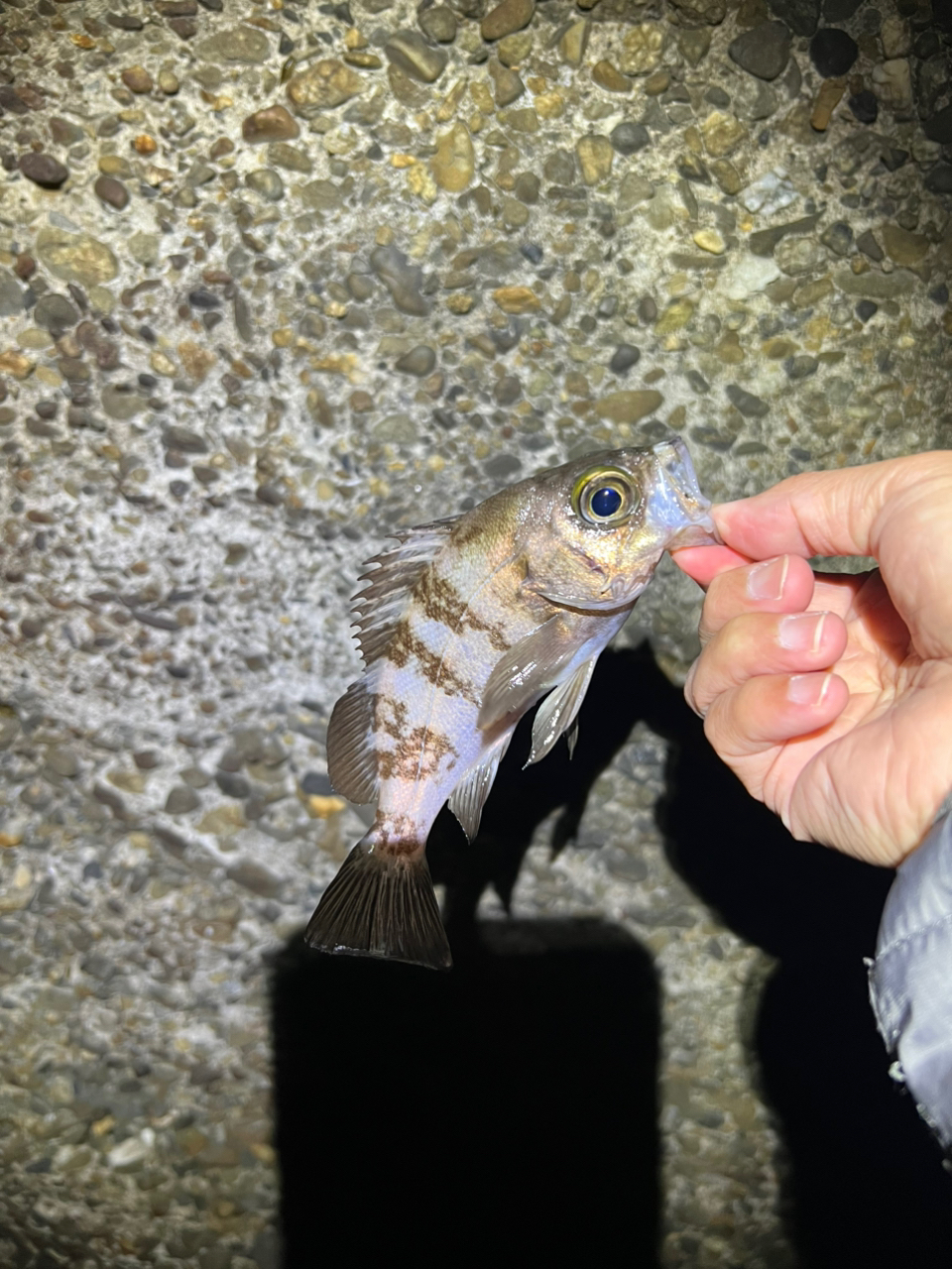SHIMANO 22ソアレ SS アジング S58UL-Sの最安値・インプレ・釣果