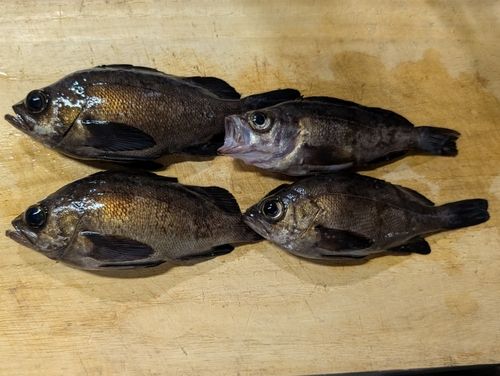 メバルの釣果