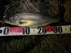 フッコ（マルスズキ）の釣果