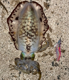 アオリイカの釣果