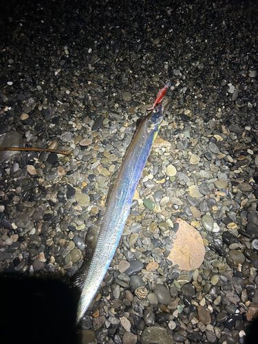 タチウオの釣果