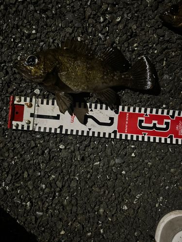 メバルの釣果