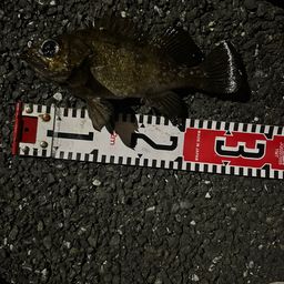 メバル