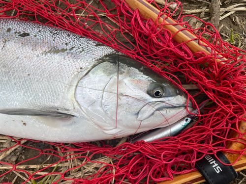 サクラマスの釣果
