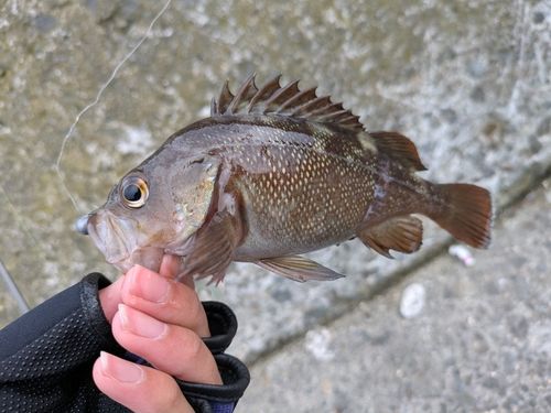 ガヤの釣果