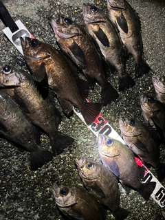 メバルの釣果