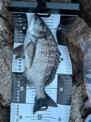 クロダイの釣果