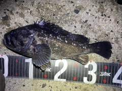 クロソイの釣果